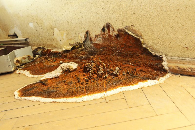 Dry Rot Remediation