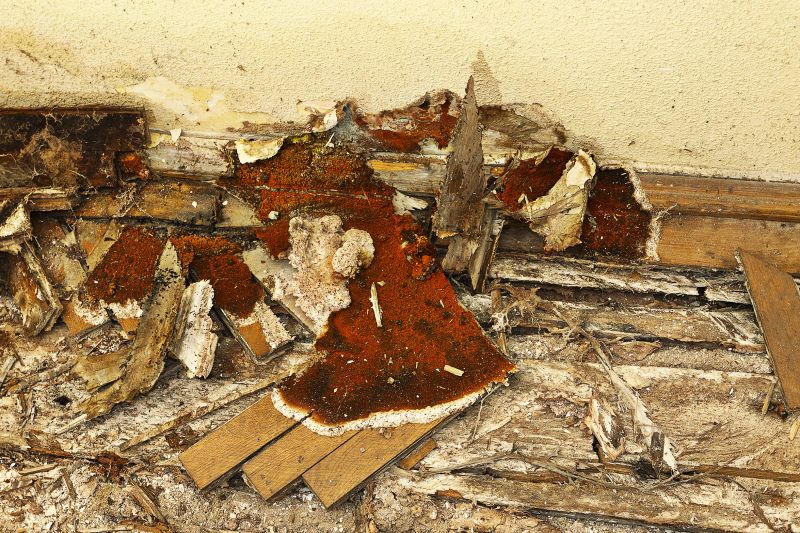 Dry Rot Remediation