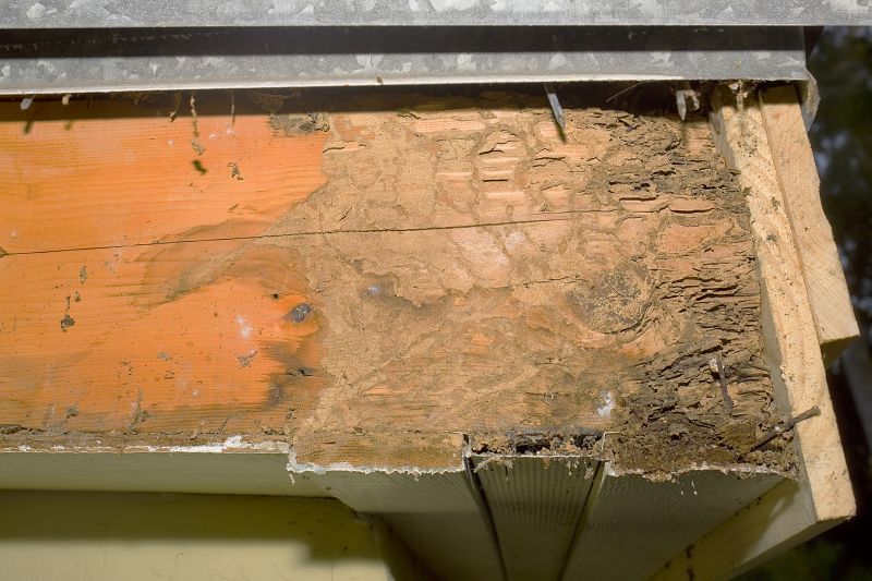 Dry Rot Remediation