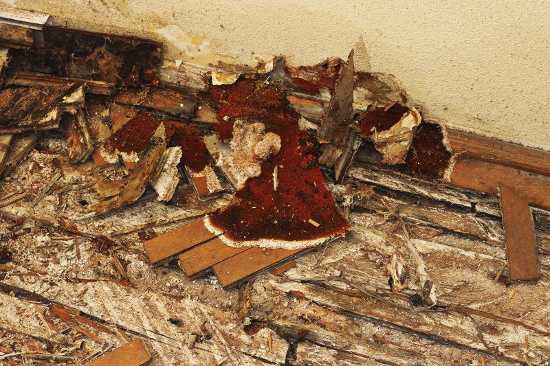 Dry Rot Remediation