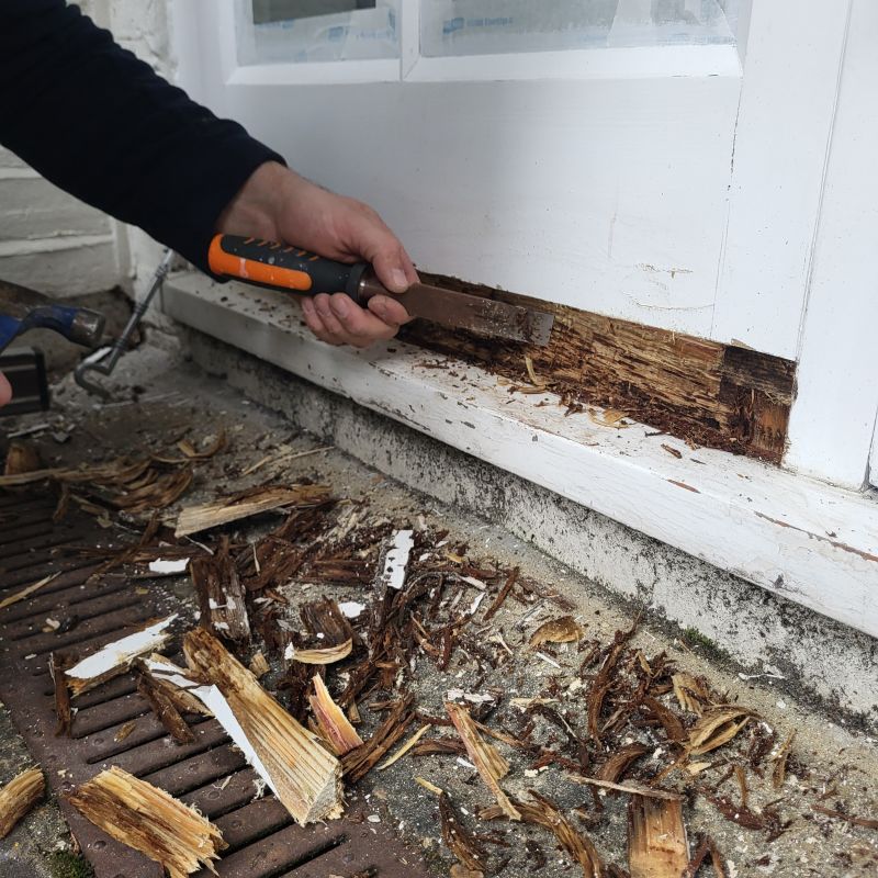 Dry Rot Removal Process