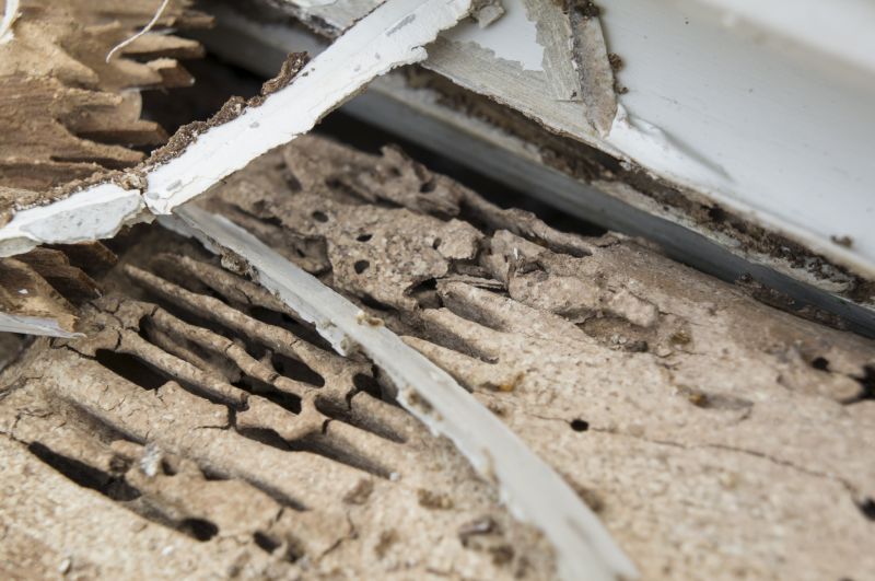 Termite Damage Repair Service in Kansas City, MO