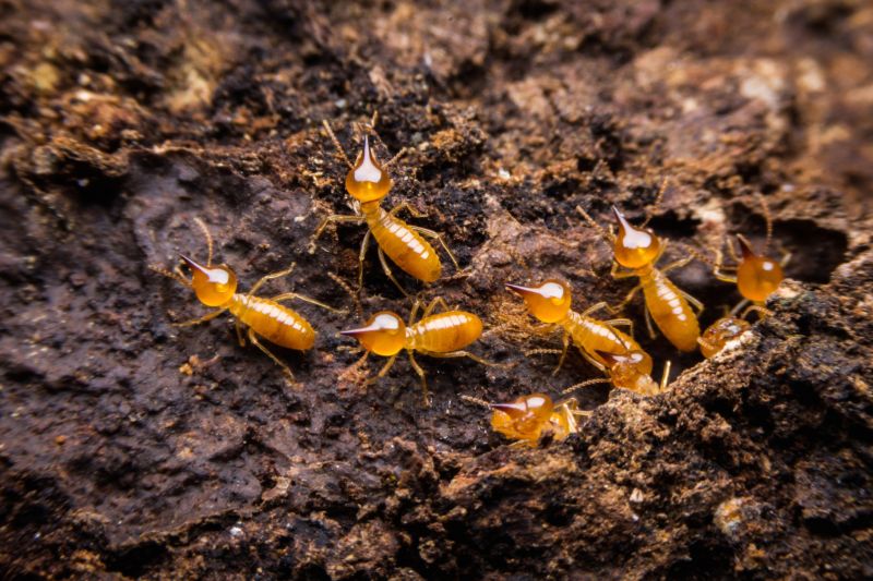 Termite Damage Restoration in Littleton, CO