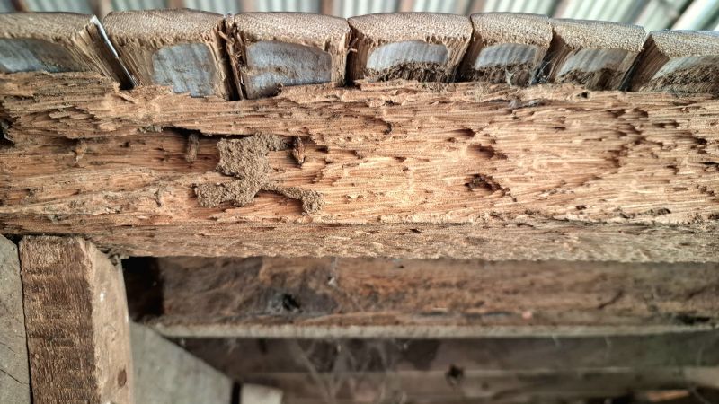 Termite Damage Restoration in Indianapolis, IN