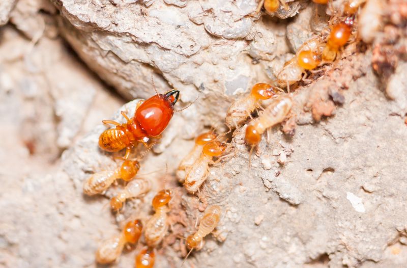 Termite Damage Restoration in Boulder, CO