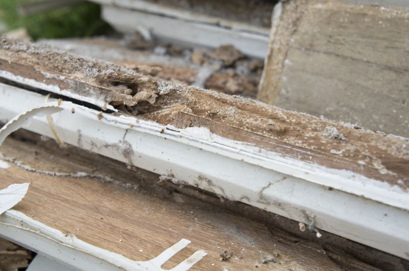 Wood Decay Removal in Denver County, CO