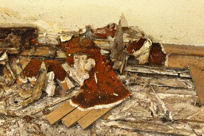 Wood Rot Removal in Roswell, GA