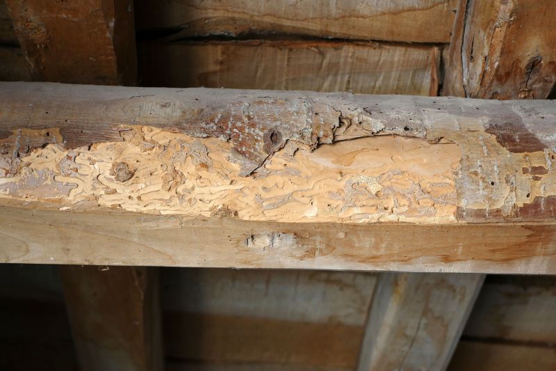 Decayed Wood Replacement in Denver County, CO