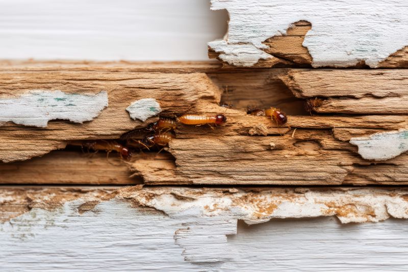 Pest Damage Repair in Longmont, CO