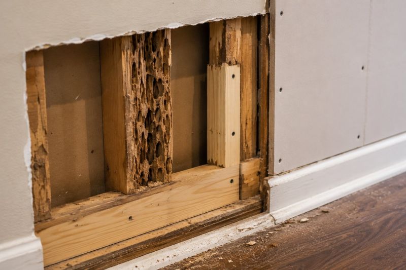 Termite Damage Repair Service in Boulder, CO