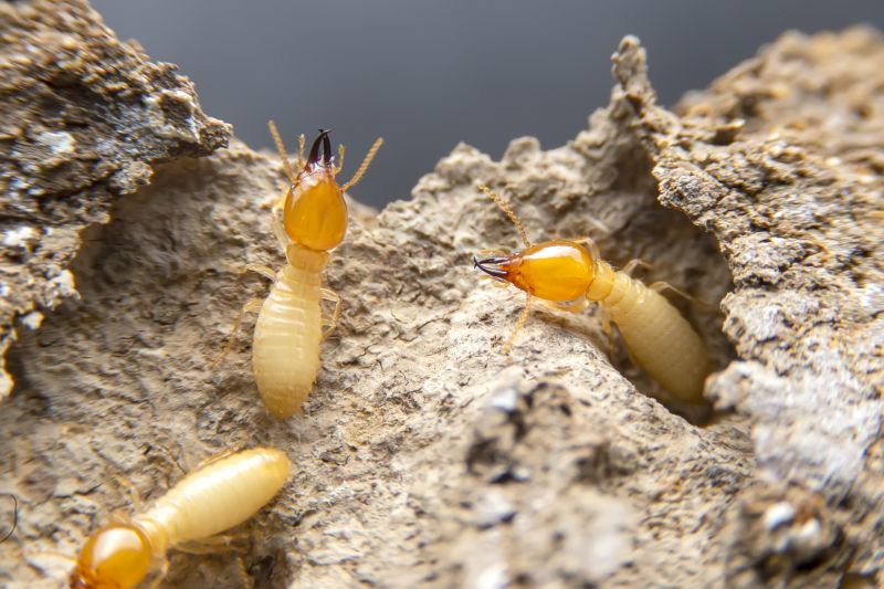Termite Damage Repair Service in Kansas City, MO